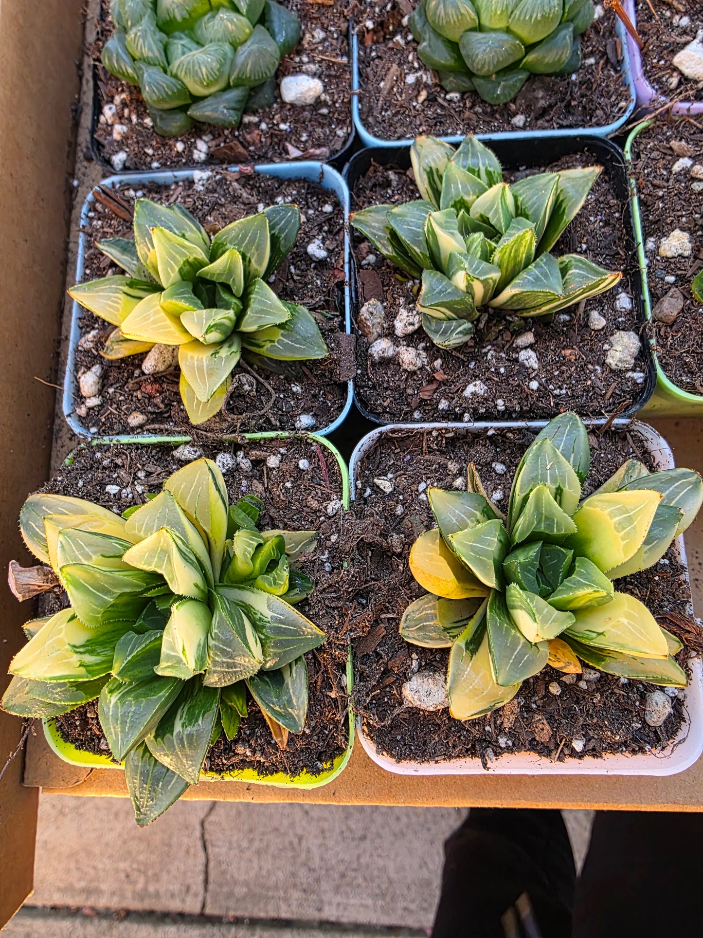 Imported Haworthia var.