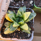 Imported Haworthia var.