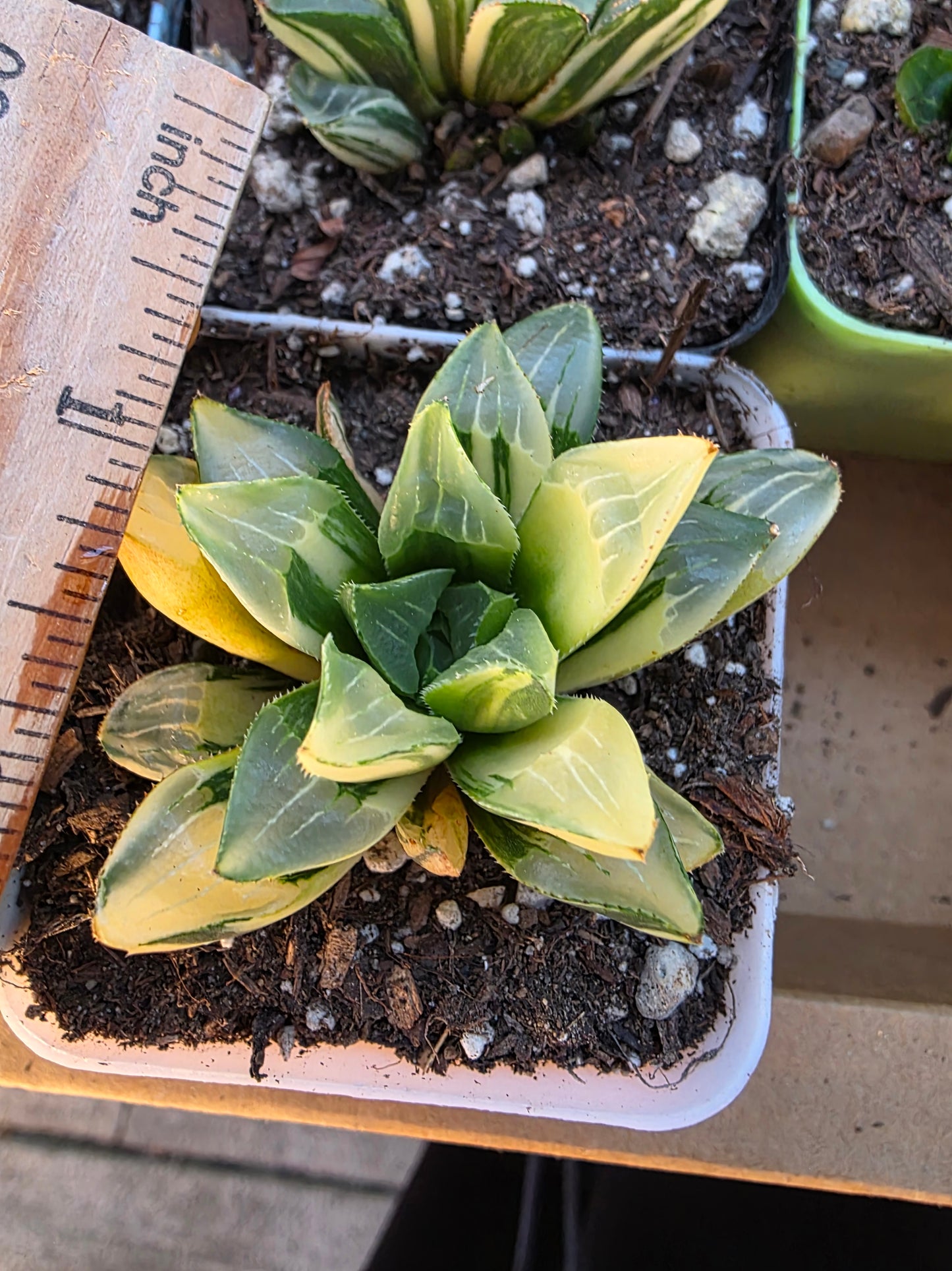 Imported Haworthia var.