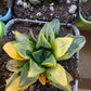 Imported Haworthia var.