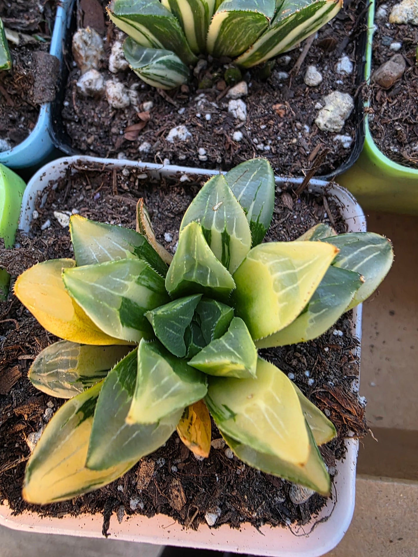 Imported Haworthia var.