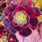 1 set of imported aeonium 15 pcs 4inch single head