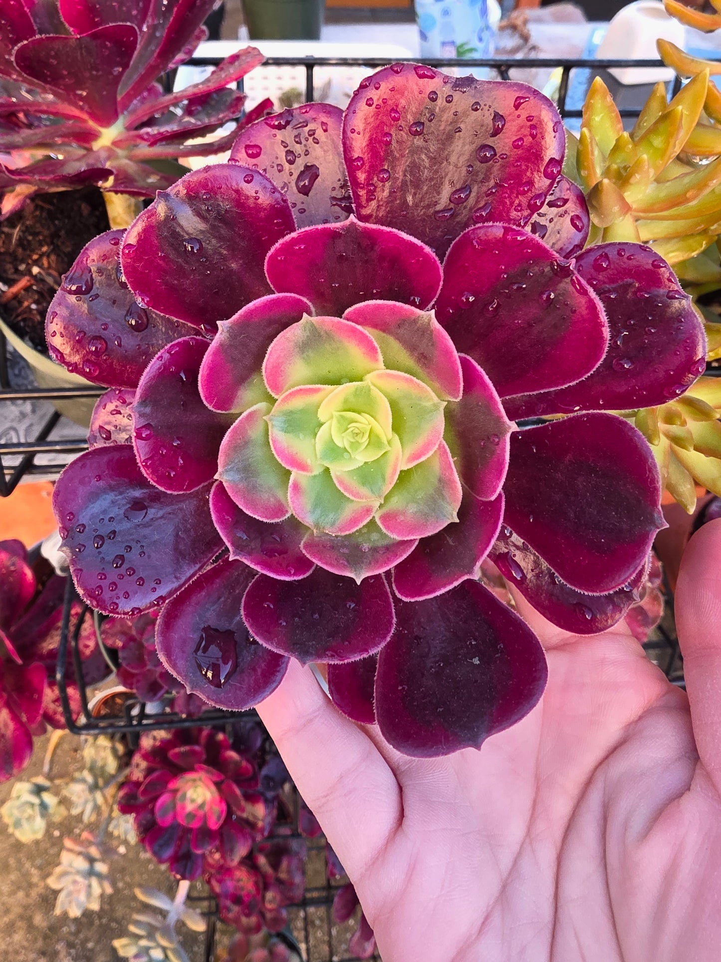 1 set of imported aeonium 15 pcs 4inch single head