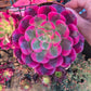1 set of imported aeonium 15 pcs 4inch single head