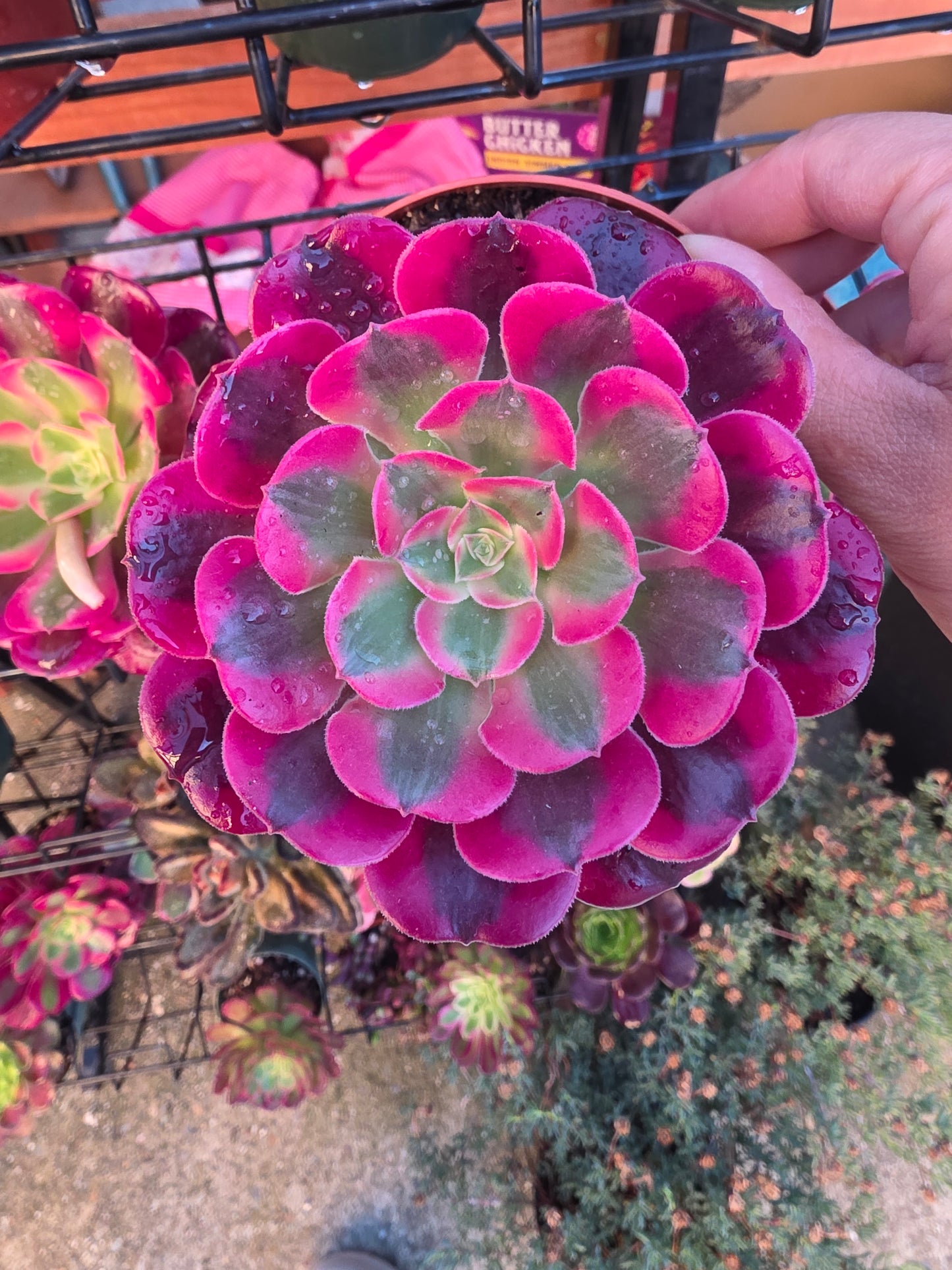 1 set of imported aeonium 15 pcs 4inch single head