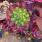 1 set of imported aeonium 15 pcs 4inch single head