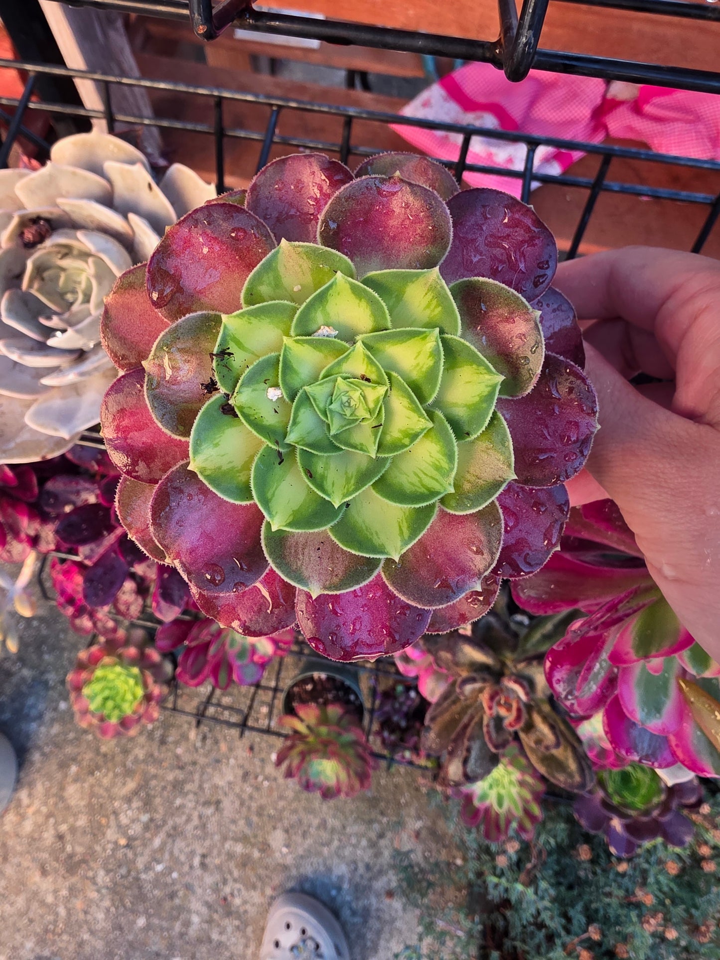 1 set of imported aeonium 15 pcs 4inch single head