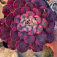 1 set of imported aeonium 15 pcs 4inch single head