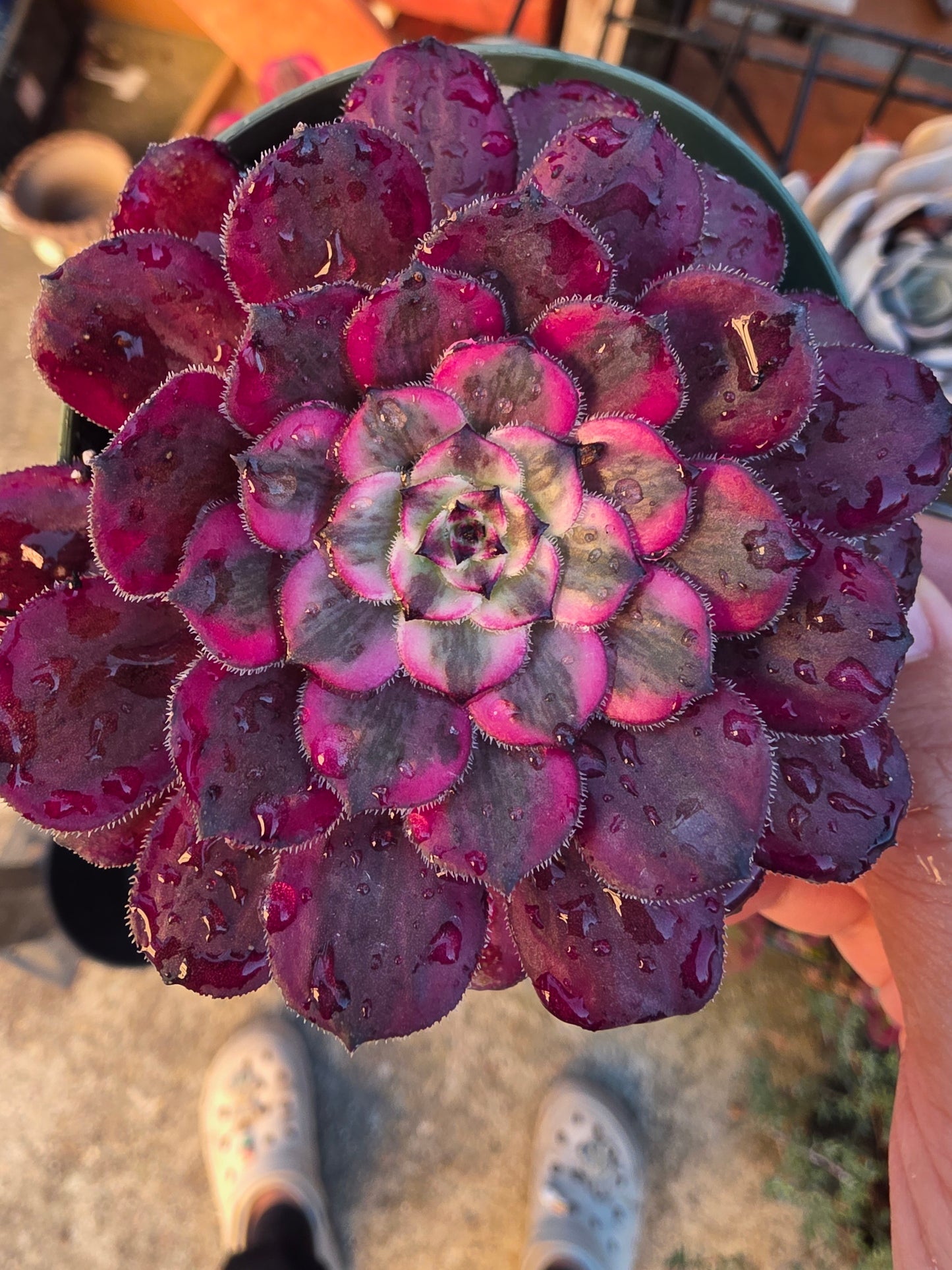 1 set of imported aeonium 15 pcs 4inch single head