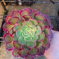 1 set of imported aeonium 15 pcs 4inch single head