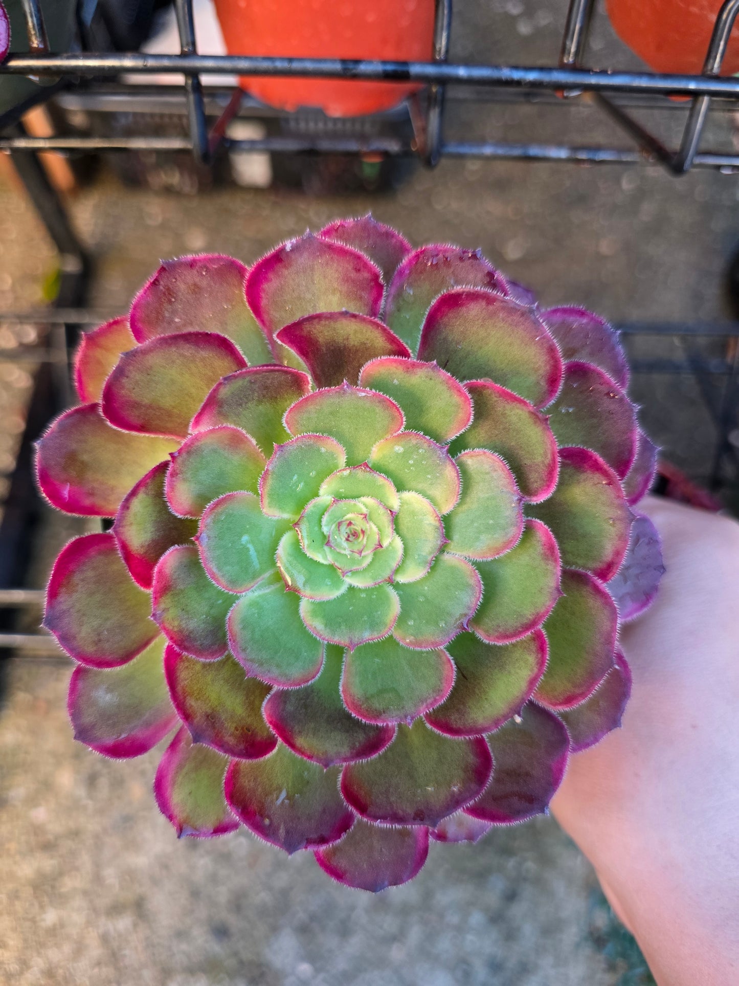 1 set of imported aeonium 15 pcs 4inch single head