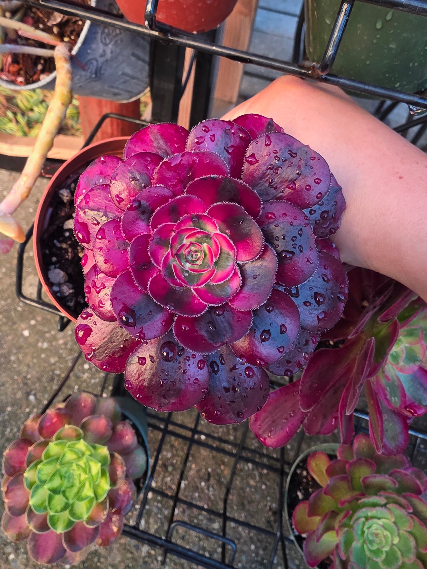 1 set of imported aeonium 15 pcs 4inch single head