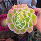 1 set of imported aeonium 15 pcs 4inch single head