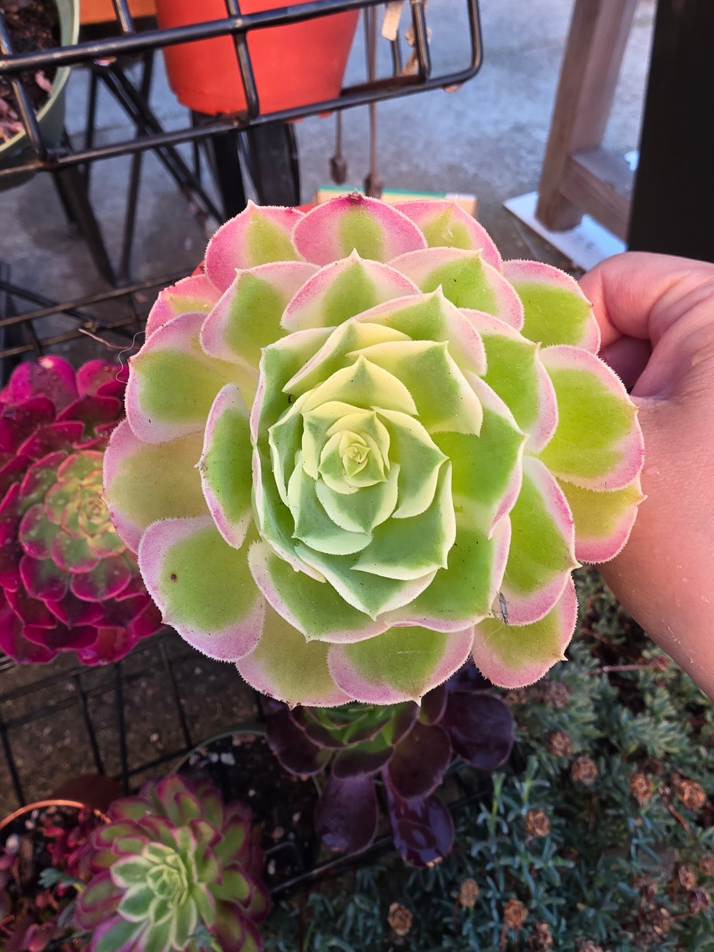 1 set of imported aeonium 15 pcs 4inch single head