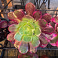 1 set of imported aeonium 15 pcs 4inch single head