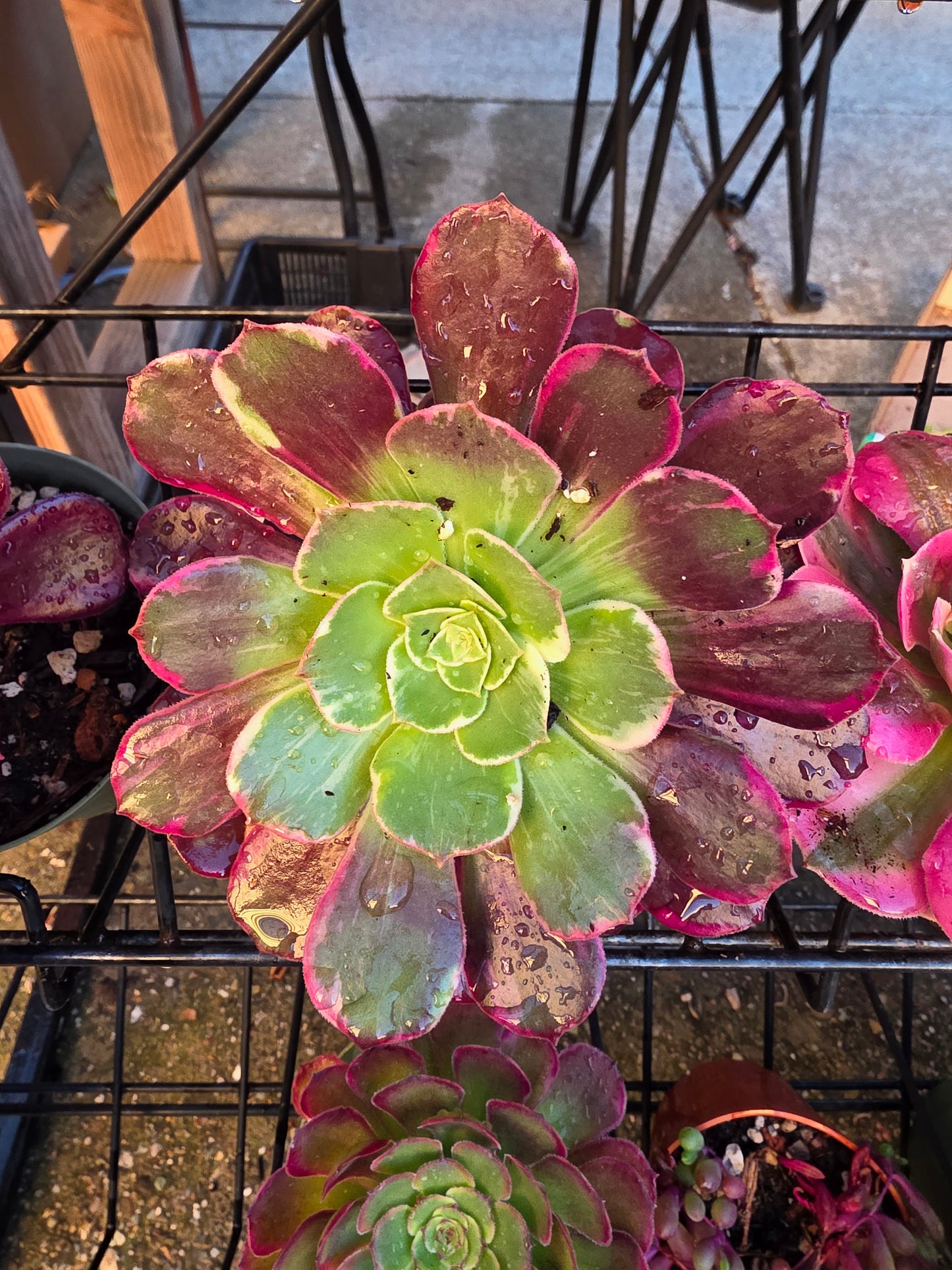 1 set of imported aeonium 15 pcs 4inch single head