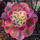 1 set of imported aeonium 15 pcs 4inch single head