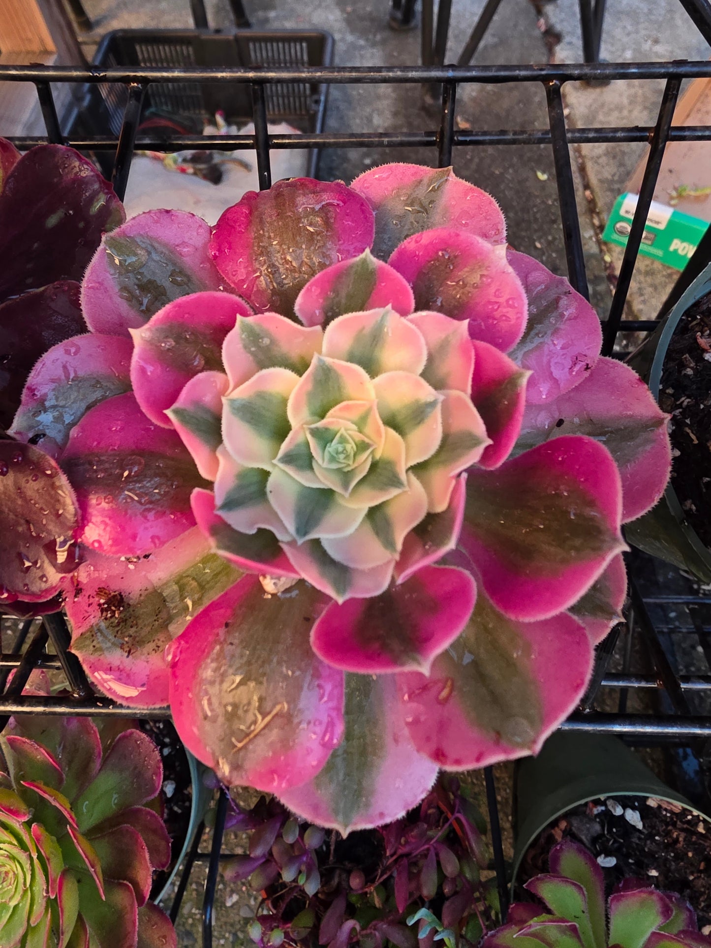 1 set of imported aeonium 15 pcs 4inch single head