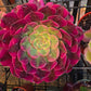 1 set of imported aeonium 15 pcs 4inch single head