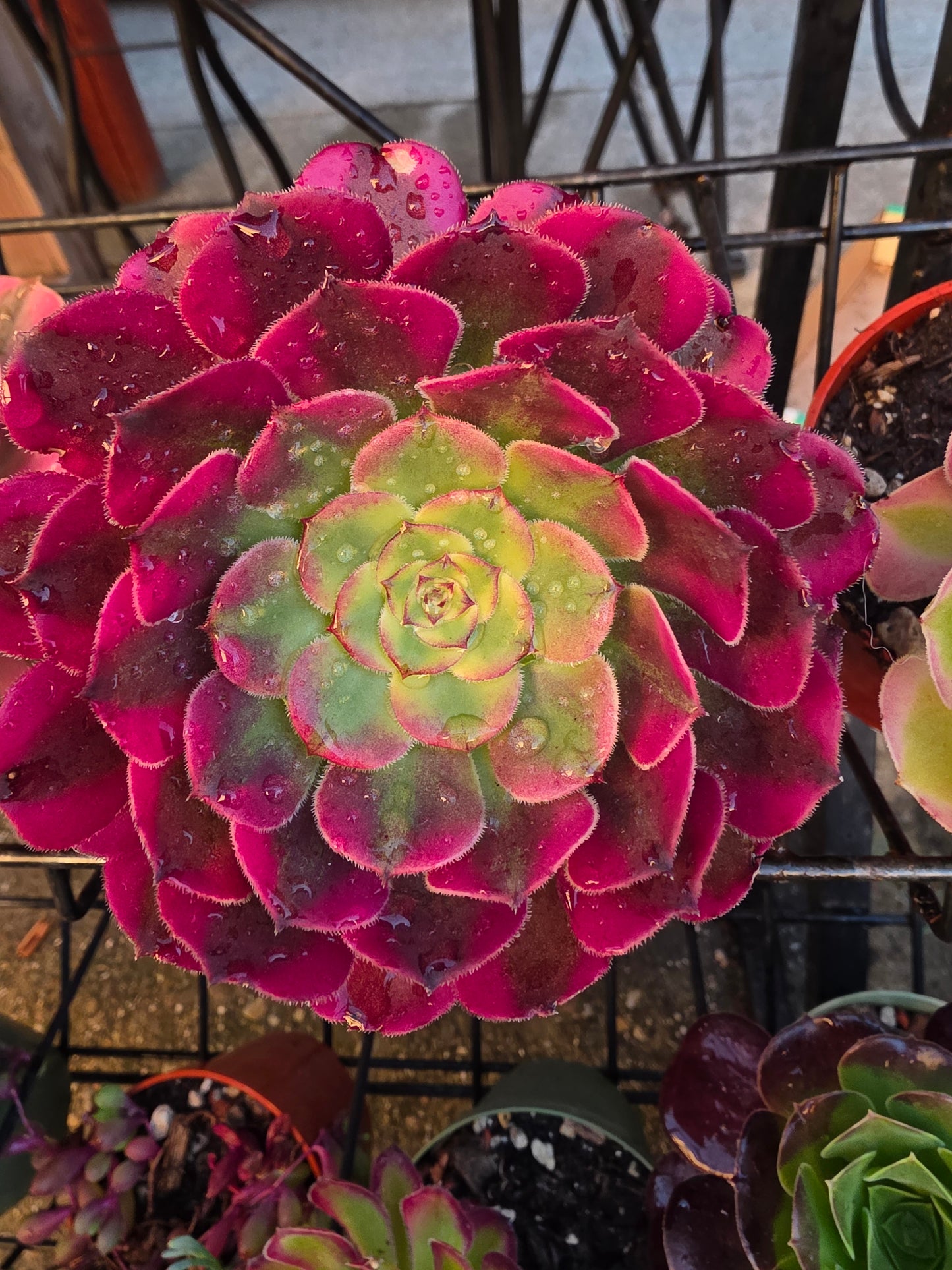 1 set of imported aeonium 15 pcs 4inch single head