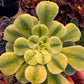 1 set of imported aeonium 15 pcs 4inch single head