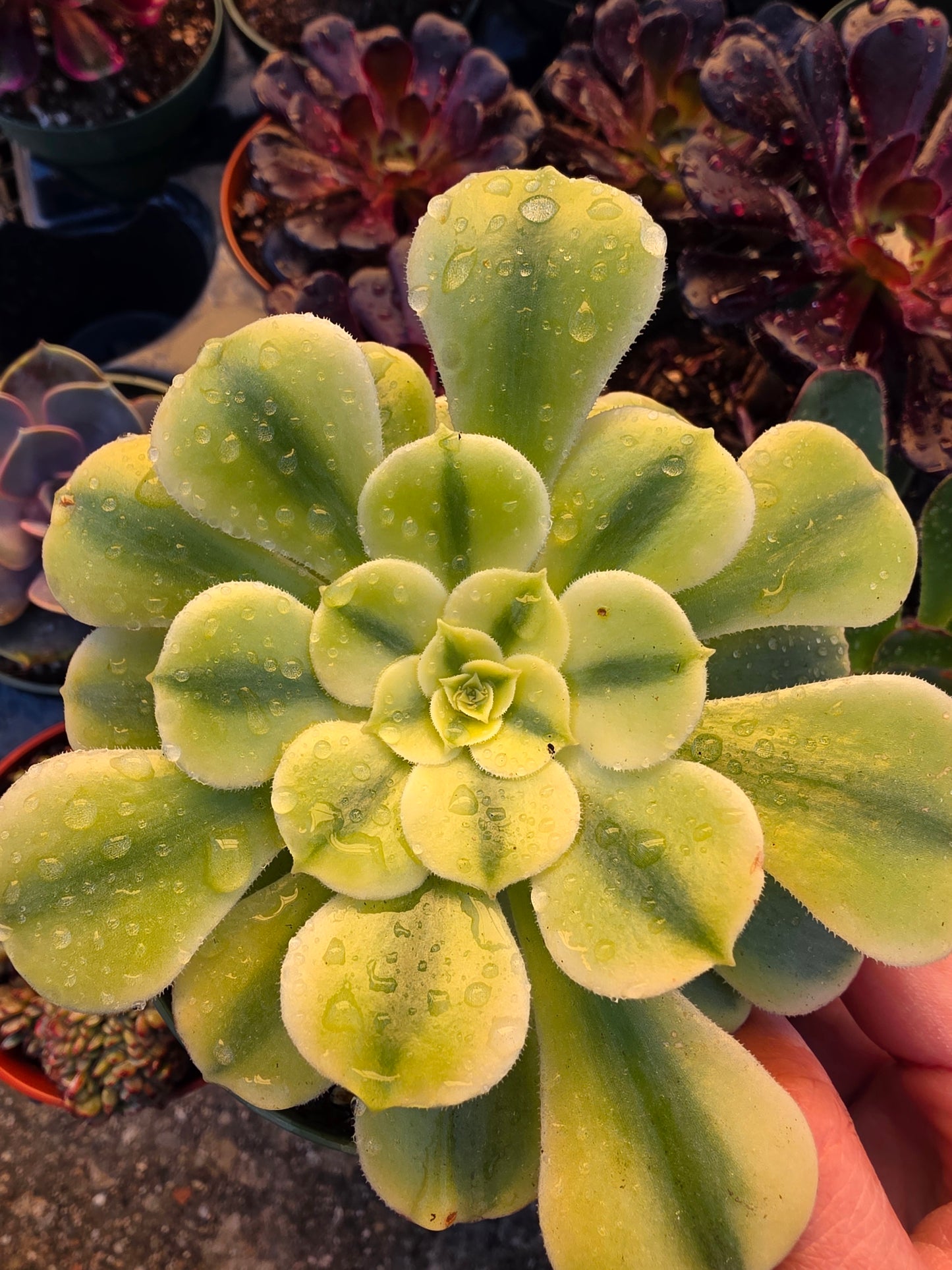 1 set of imported aeonium 15 pcs 4inch single head
