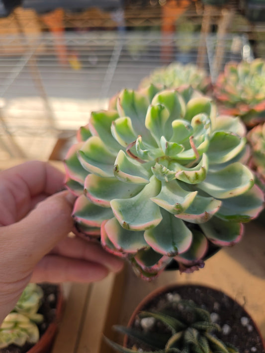 Imported raindrop var.