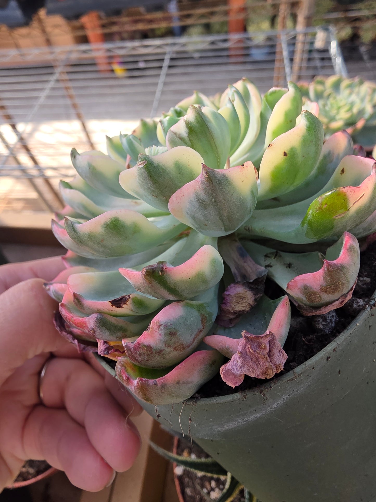 Imported raindrop var.