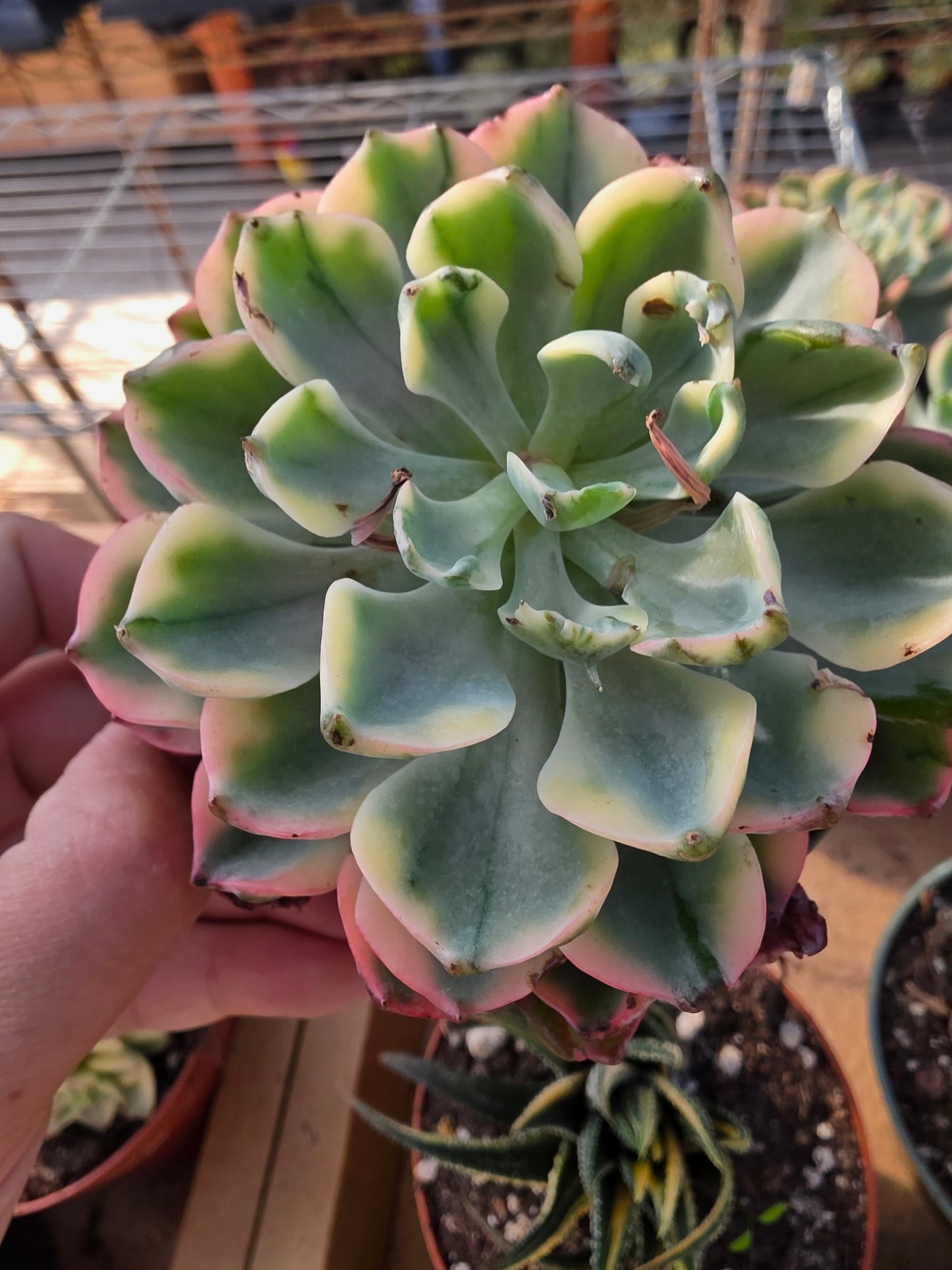 Imported raindrop var.