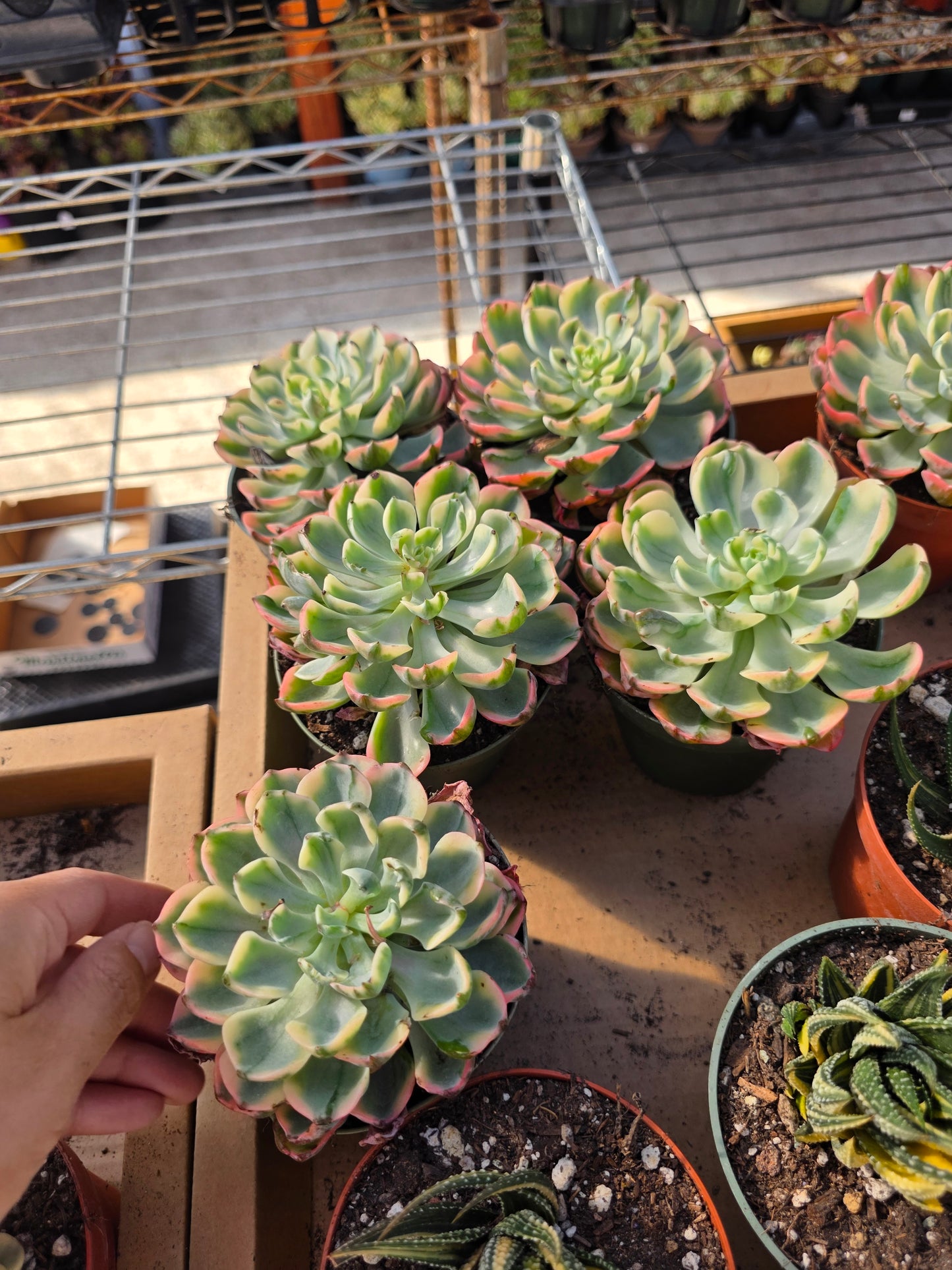 Imported raindrop var.