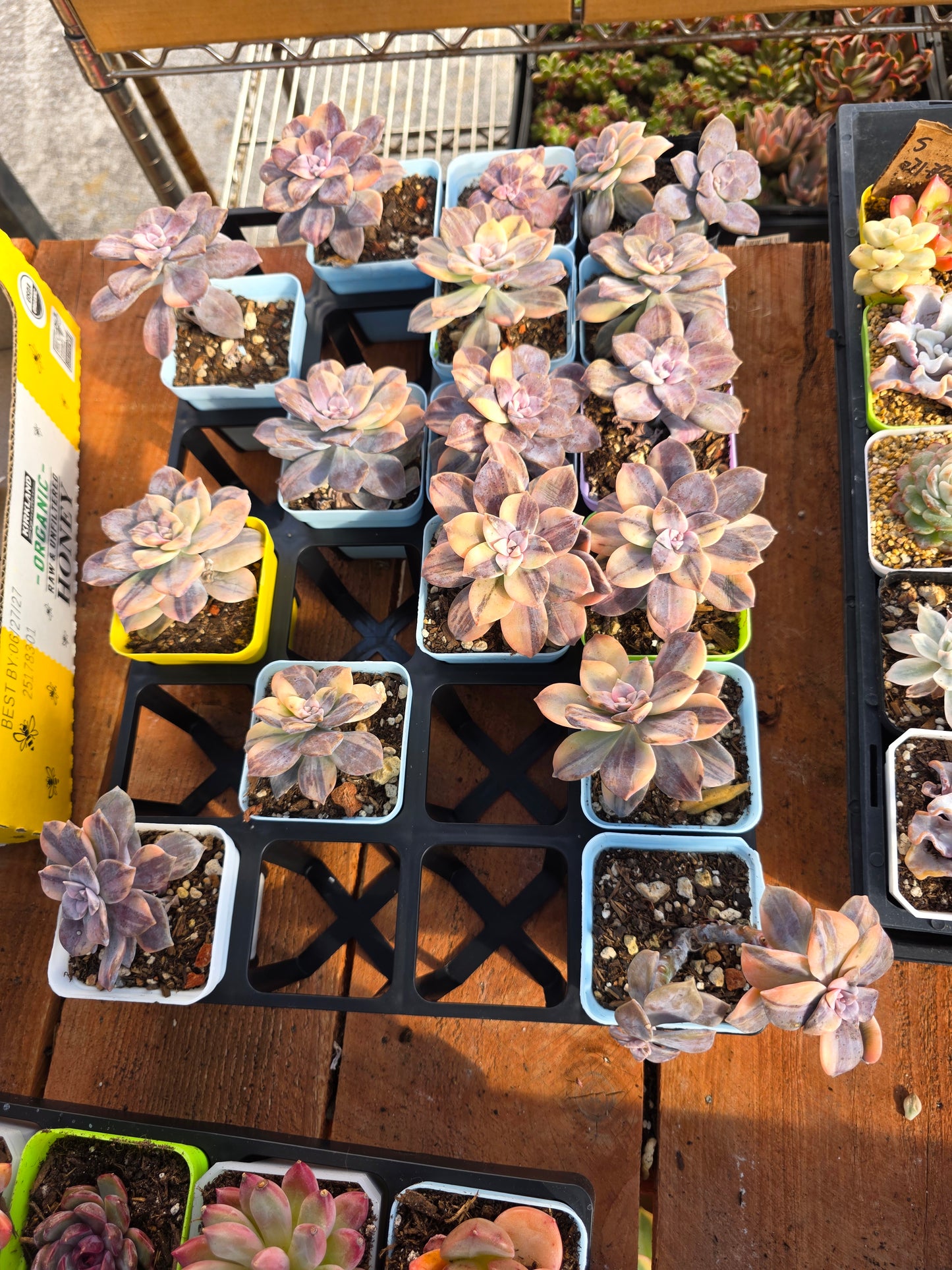 Imported superbum var.