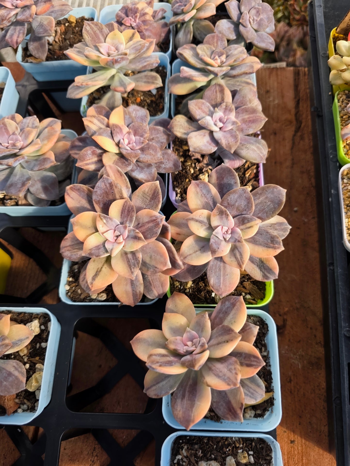 Imported superbum var.