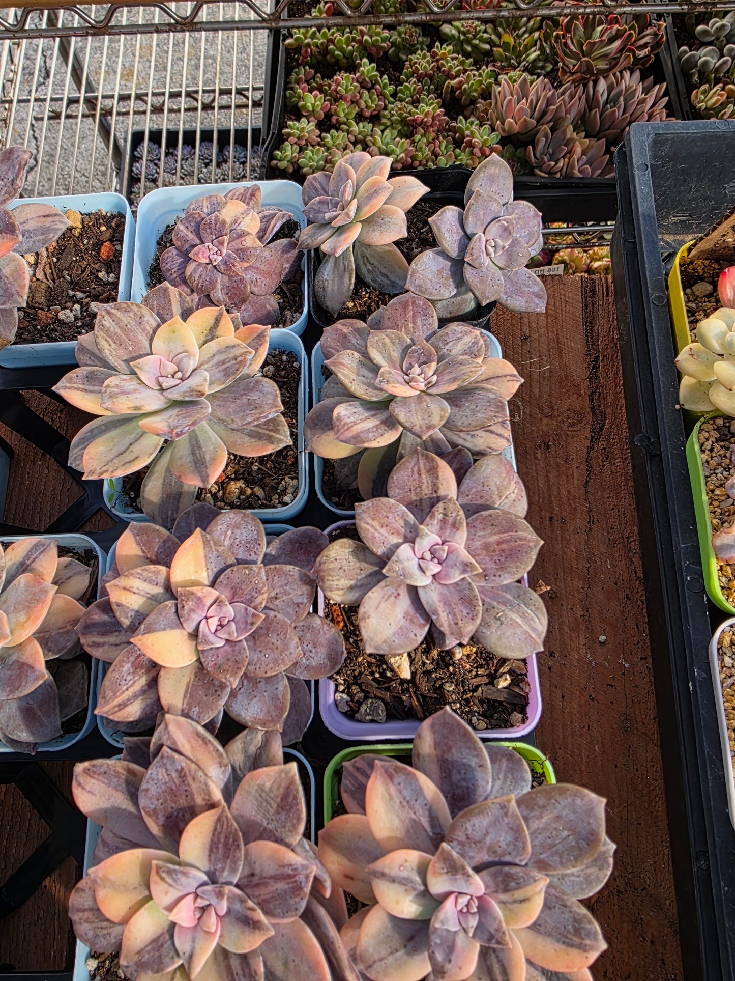 Imported superbum var.