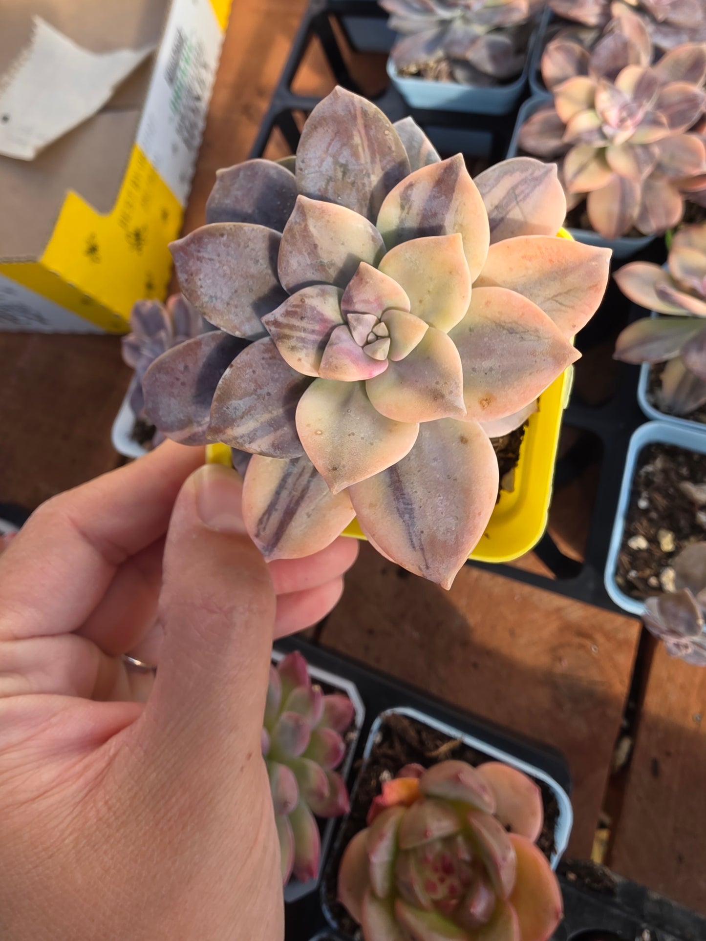 Imported superbum var.