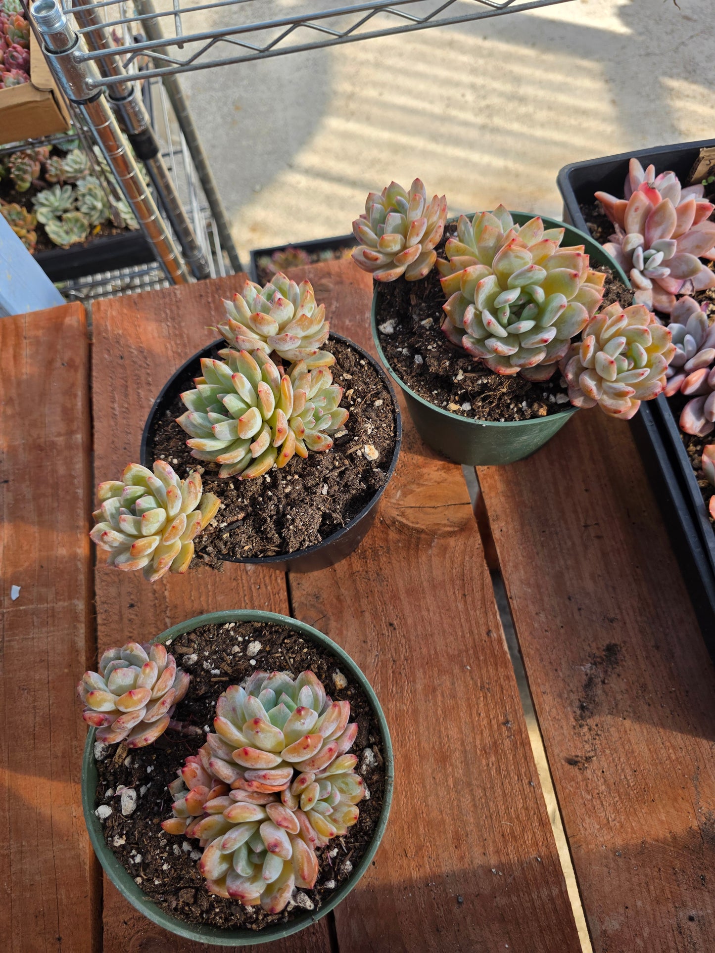 Imported moon dancer