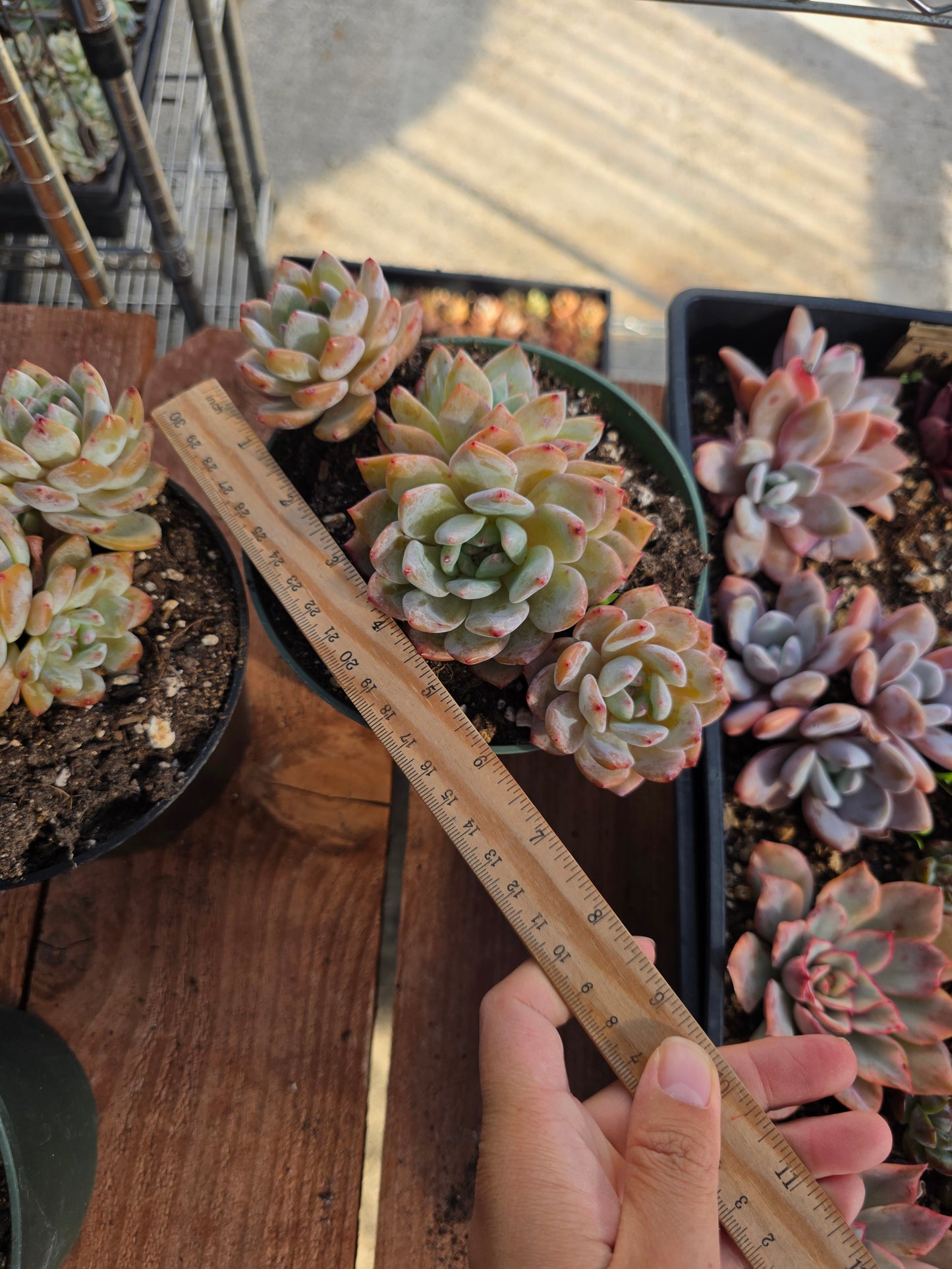 Imported moon dancer