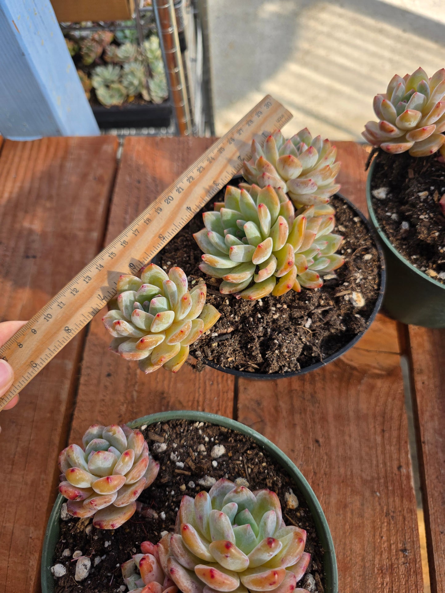 Imported moon dancer