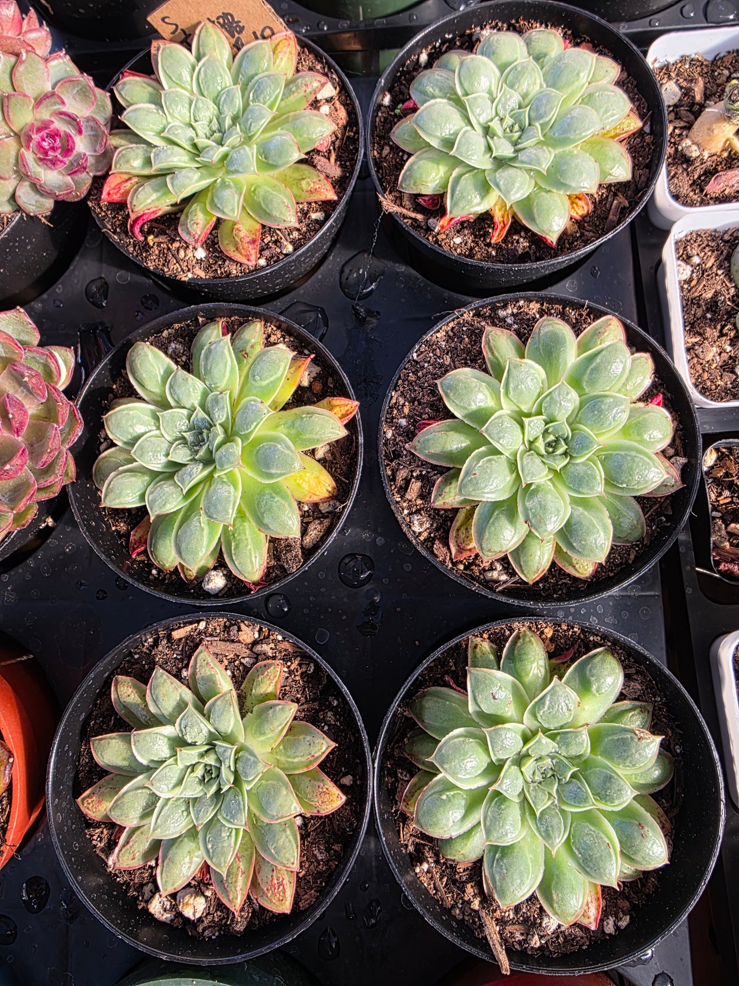 Imported longissimia