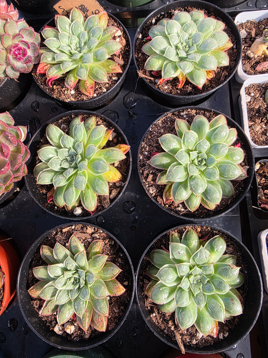 Imported longissimia