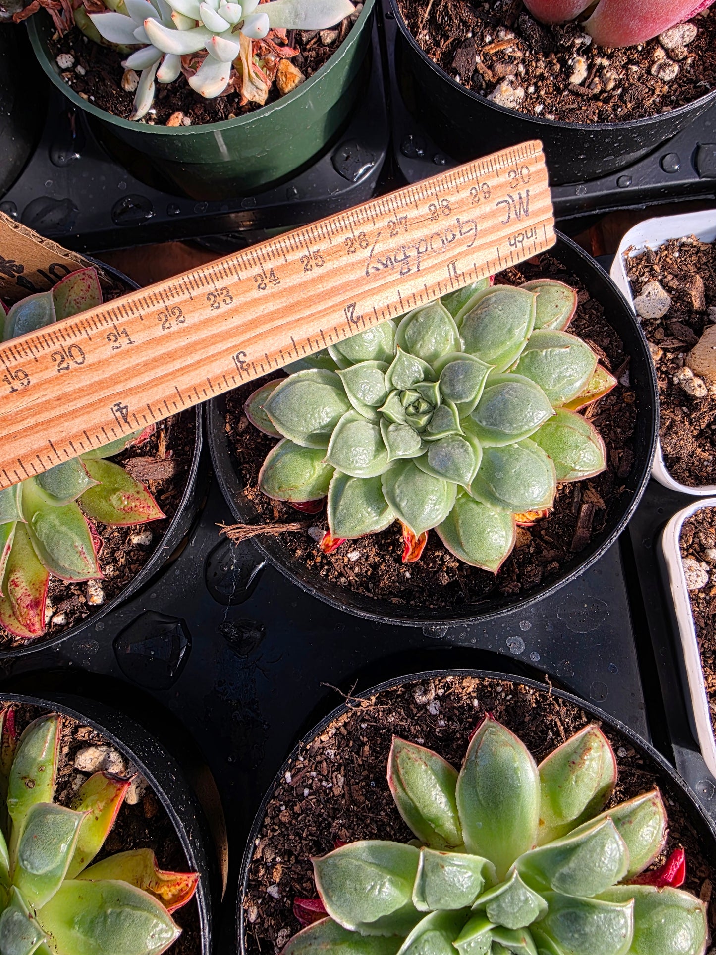 Imported longissimia