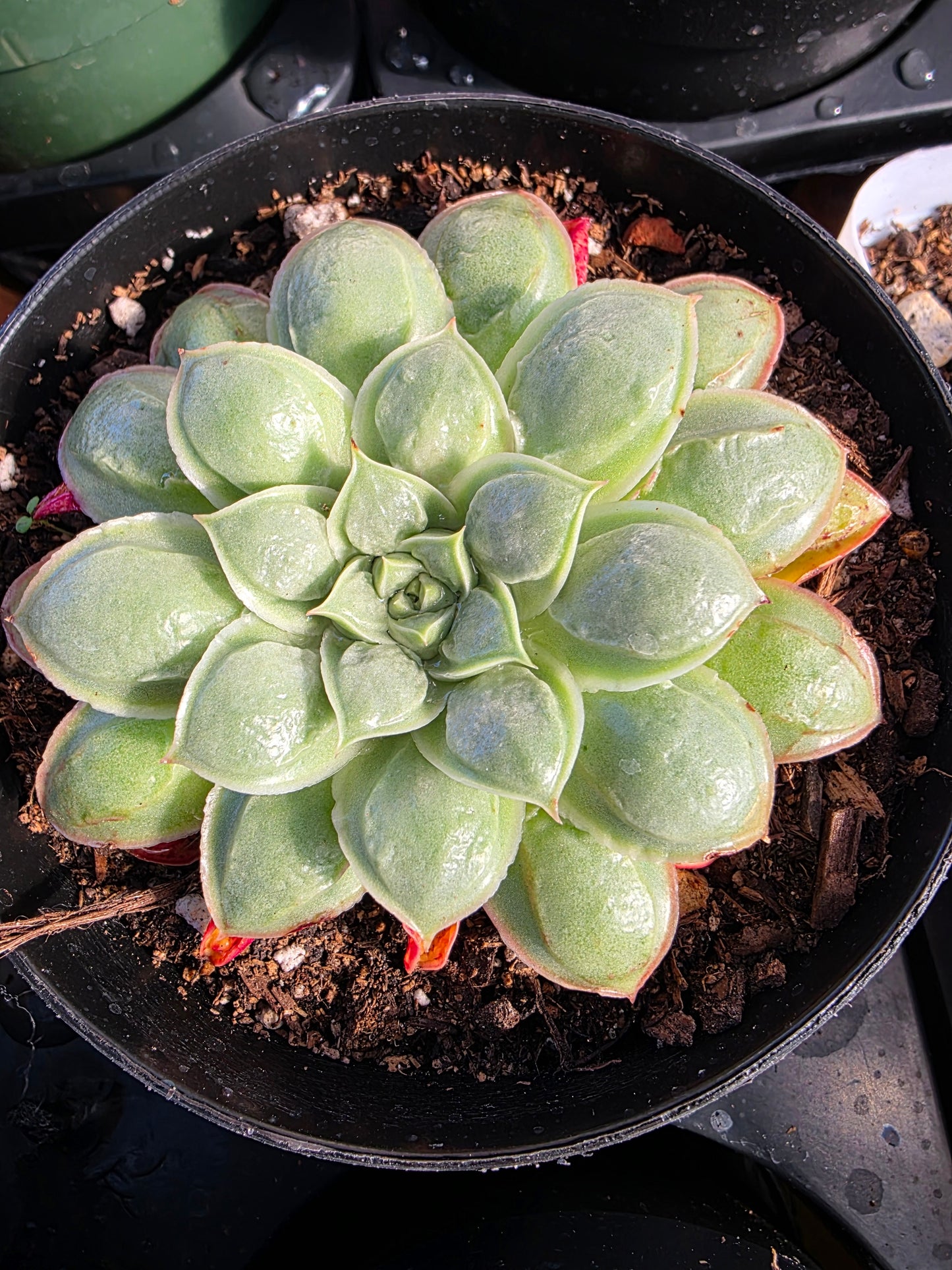 Imported longissimia