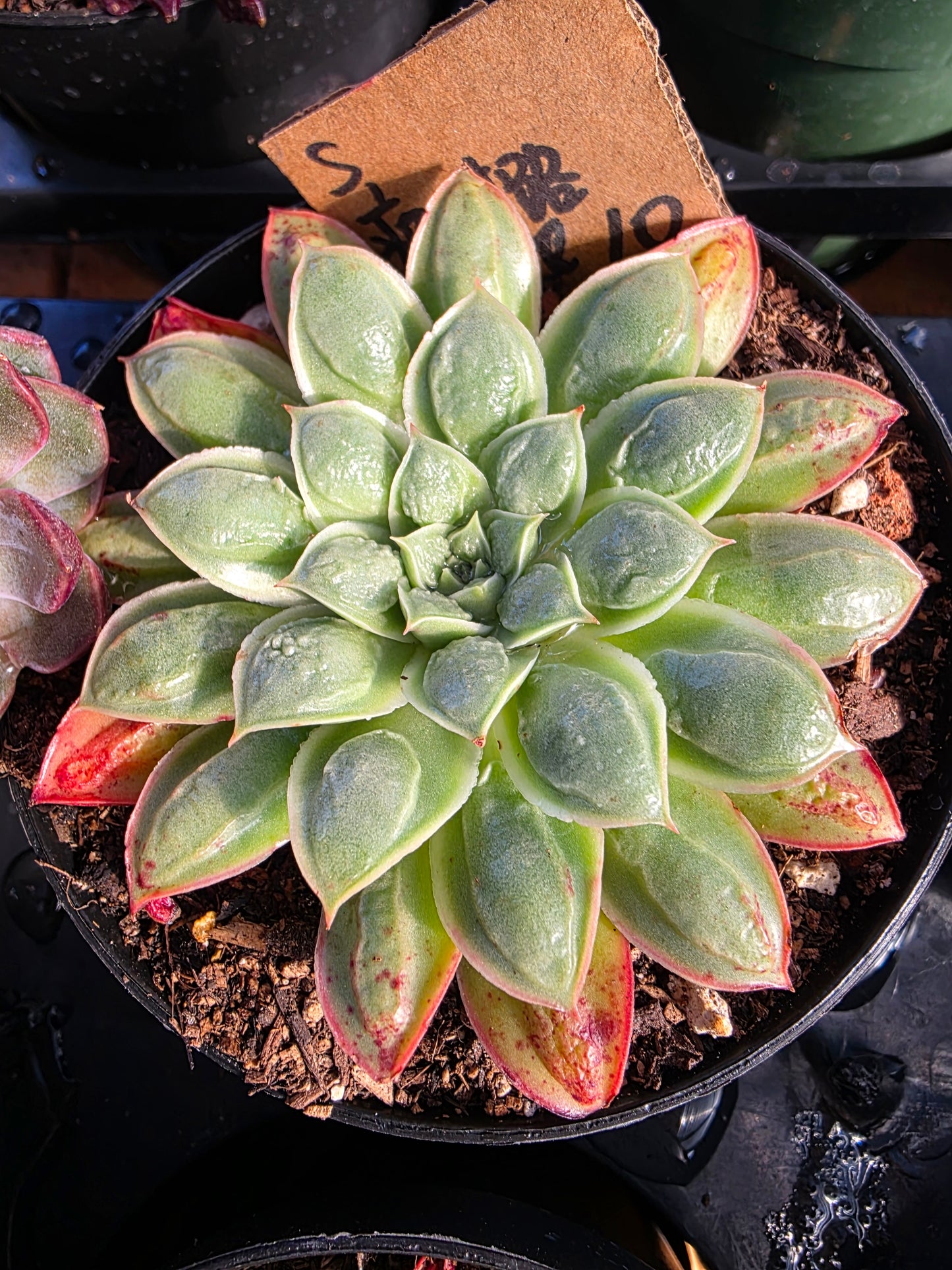 Imported longissimia