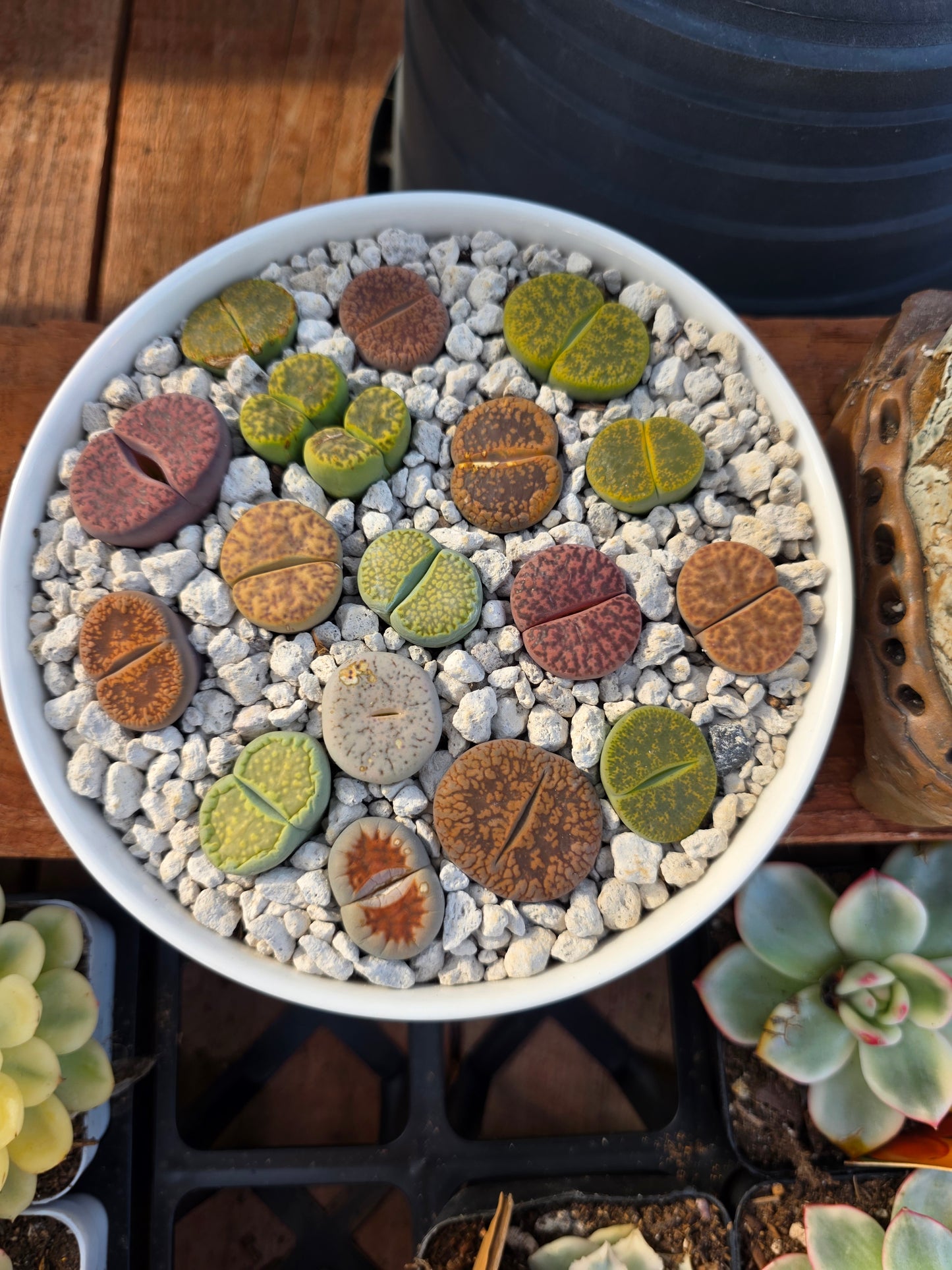 jumbo size lithop 1 pc