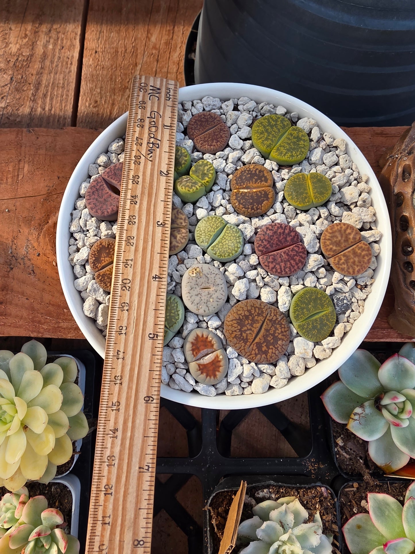 jumbo size lithop 1 pc