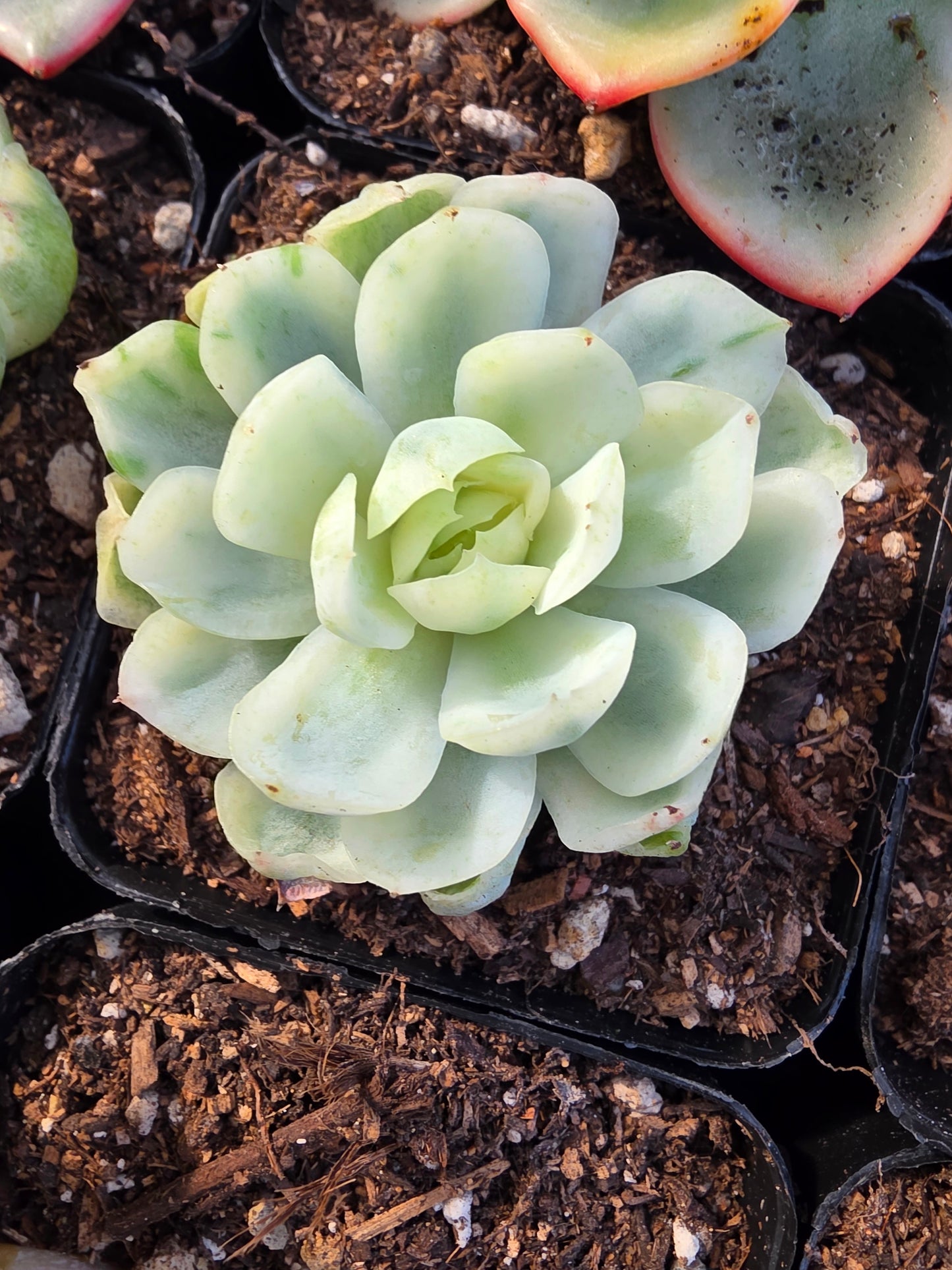 Imported jade fairy var.