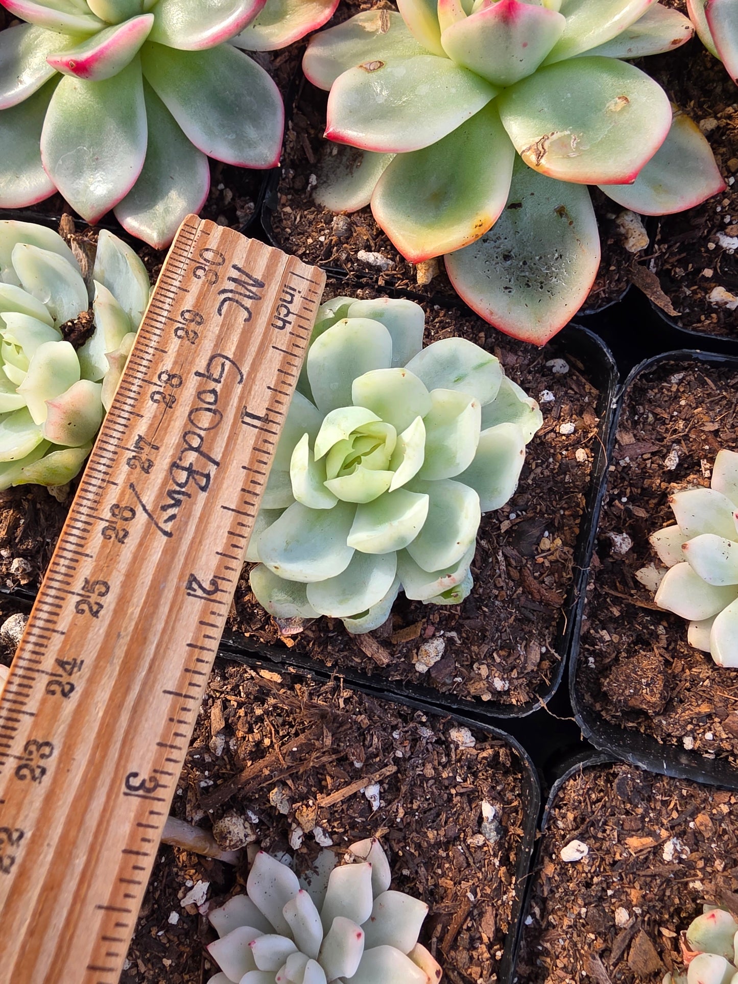 Imported jade fairy var.