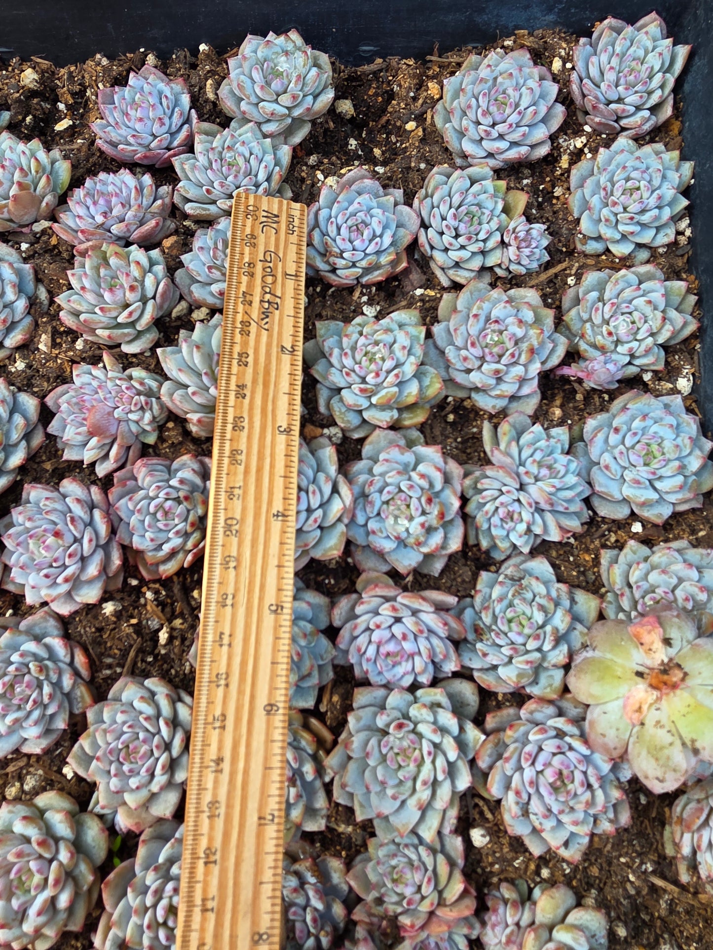 Imported start orange 5 pcs