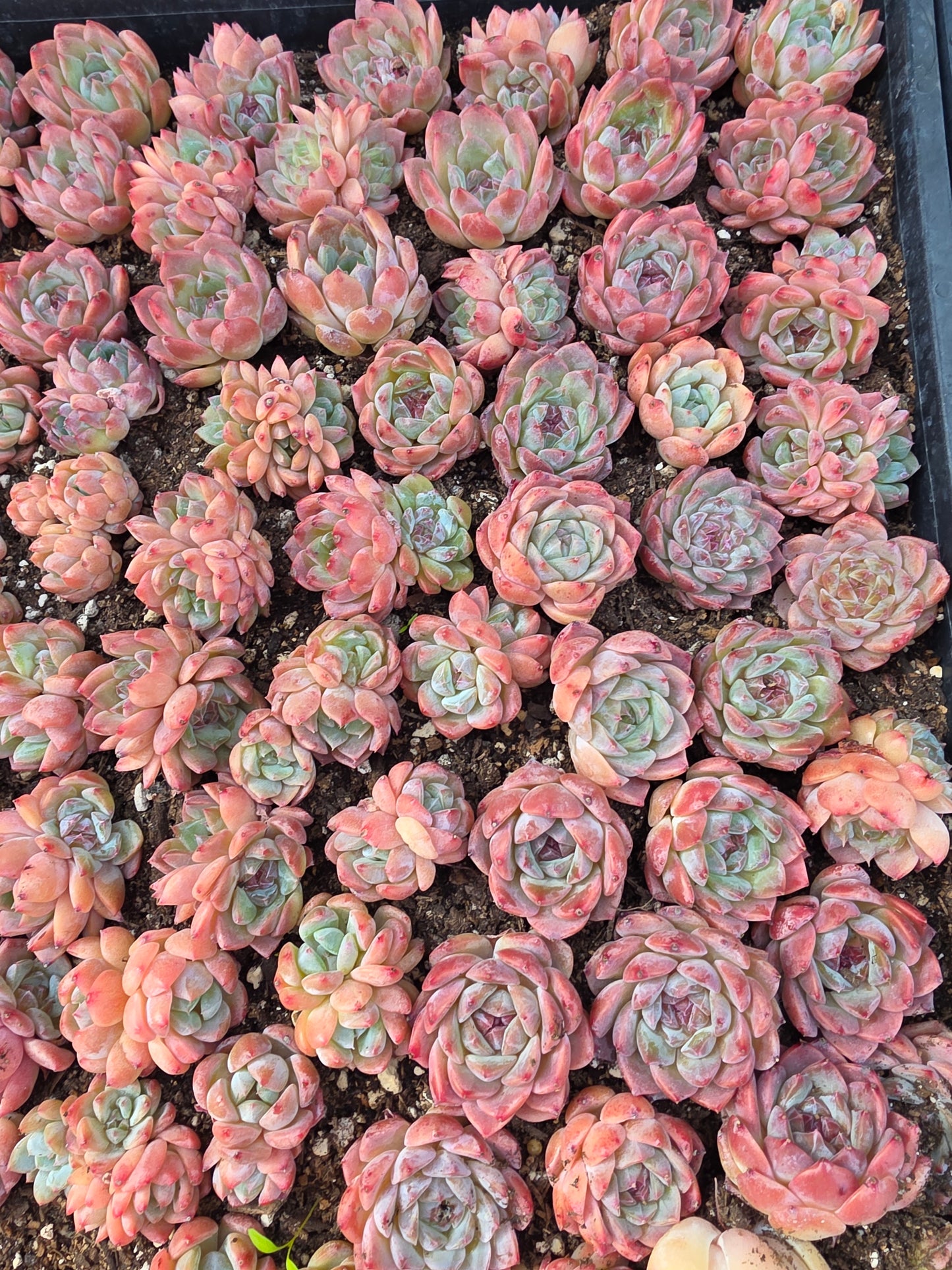 Imported sugar hybrid 5pcs