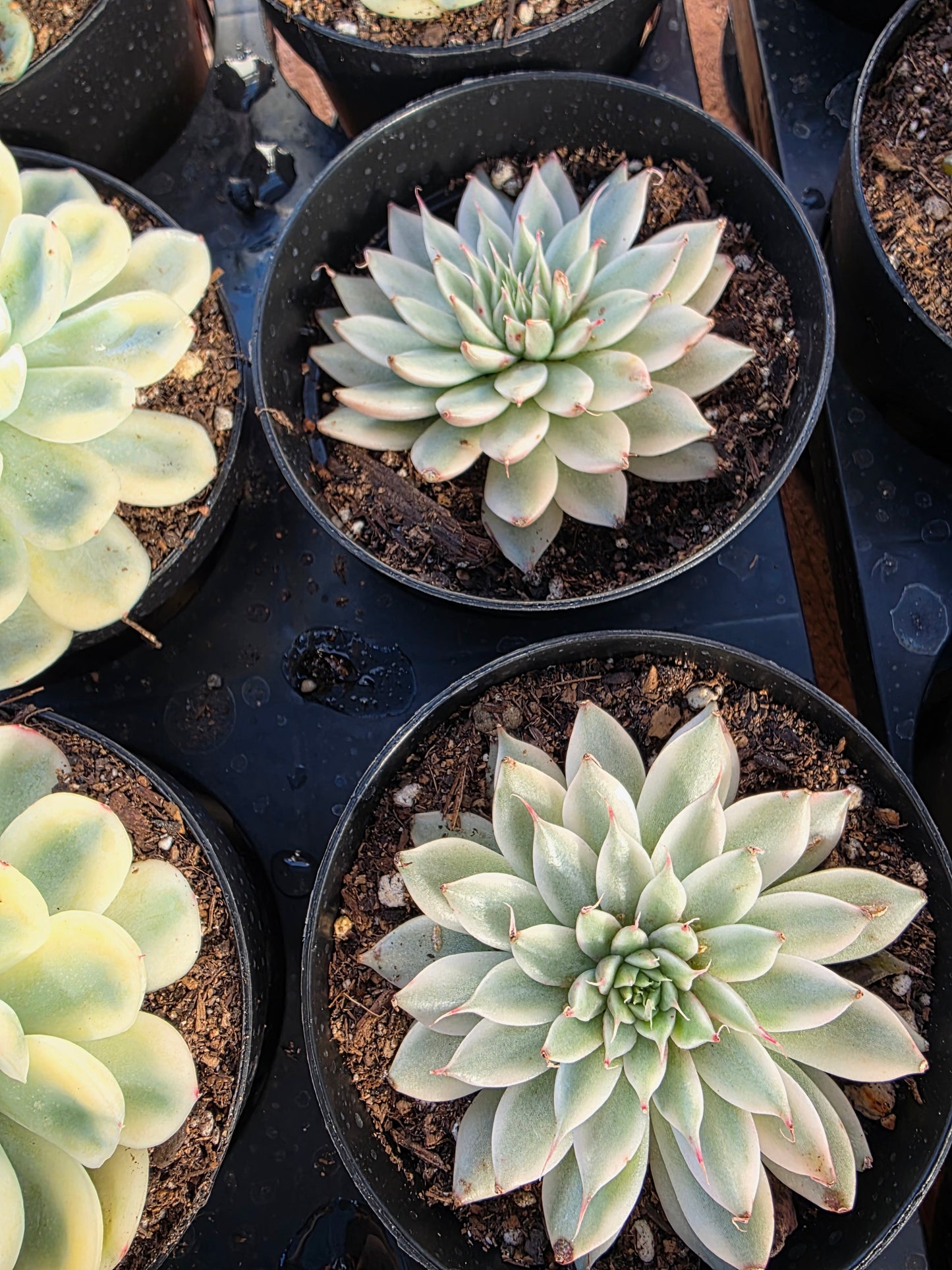 Imported silver star var.