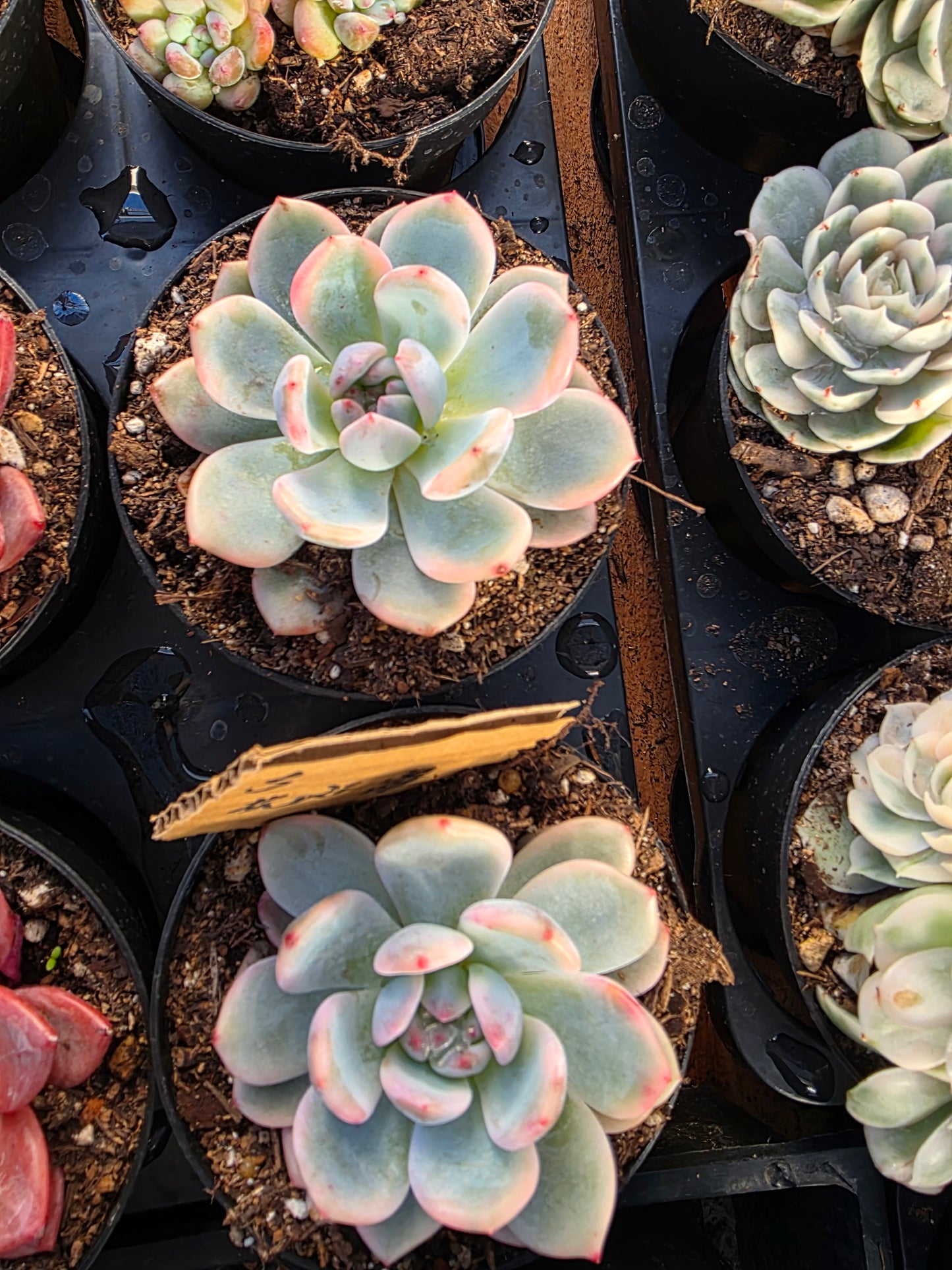 Imported Monroe var.